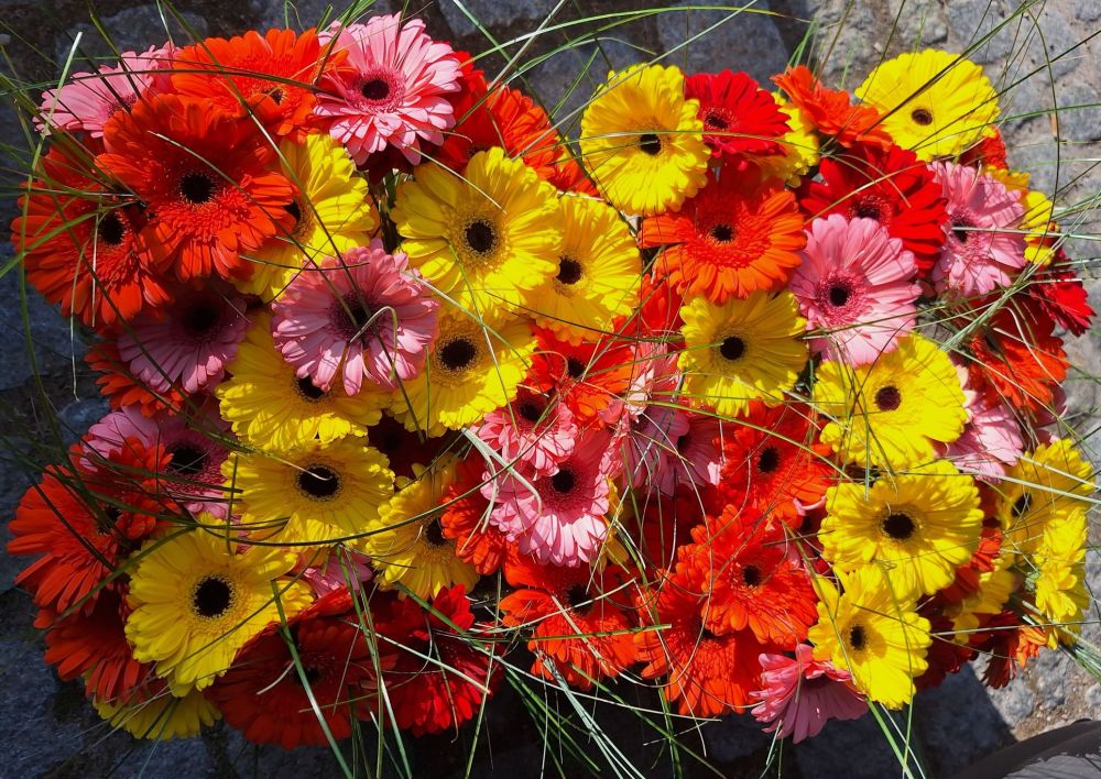 Blumen zum Weltfrauentag